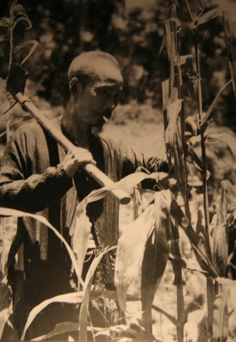 8. Ho Chi Minh travaillant dans les champs -photo prise au Musée Ho Chi Minh-