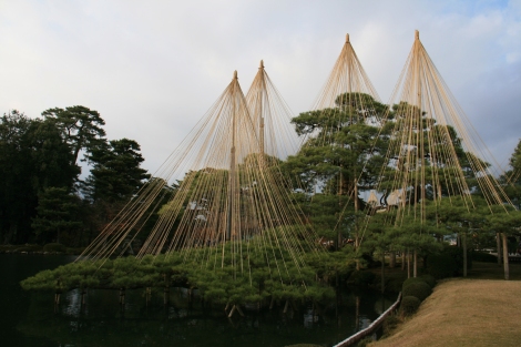 15. Les pins de Karasaki ornés de cordes, installés en novembre pour que le poid de la neige ne les abîme pas.