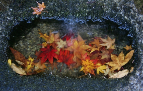 2. Petite fontaine et feuilles d'érable aux couleurs de l'automne.